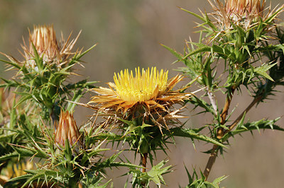 BUITEN BEELD Foto: 249162