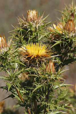 BUITEN BEELD Foto: 249163