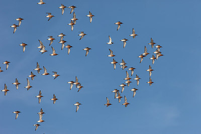 BUITEN BEELD Foto: 249252