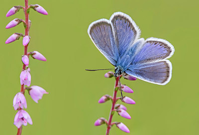 BUITEN BEELD Foto: 249408