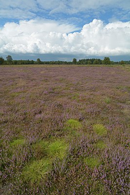 BUITEN BEELD Foto: 249412