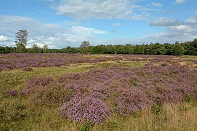 BUITEN BEELD Foto: 249426