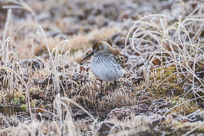 BUITEN BEELD Foto: 249487