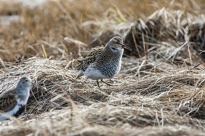 BUITEN BEELD Foto: 249492