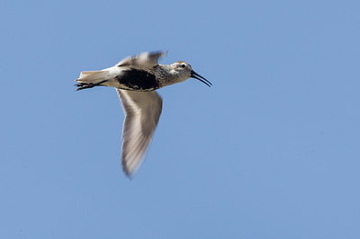 BUITEN BEELD Foto: 249499
