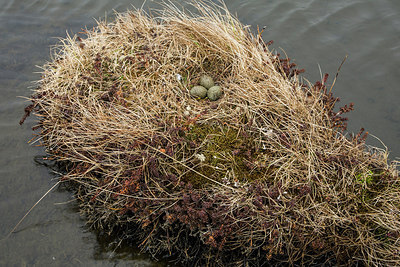 BUITEN BEELD Foto: 249507