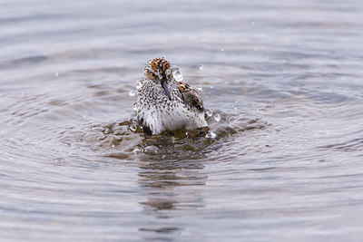 BUITEN BEELD Foto: 249514