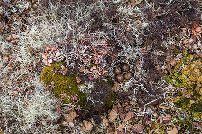 BUITEN BEELD Foto: 249518