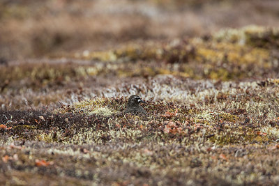 BUITEN BEELD Foto: 249519