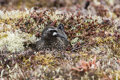 BUITEN BEELD Foto: 249521