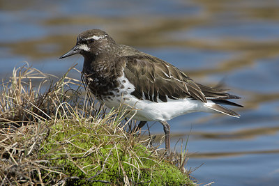 BUITEN BEELD Foto: 249538