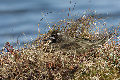 BUITEN BEELD Foto: 249539
