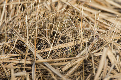 BUITEN BEELD Foto: 249543