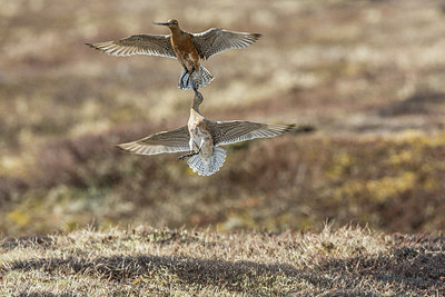 BUITEN BEELD Foto: 249560