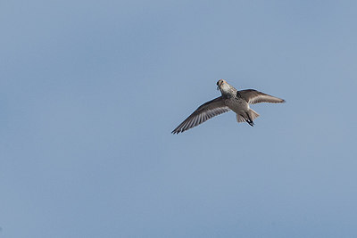 BUITEN BEELD Foto: 249574