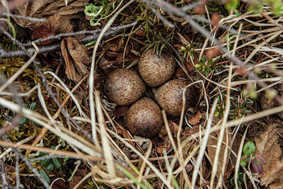 BUITEN BEELD Foto: 249581