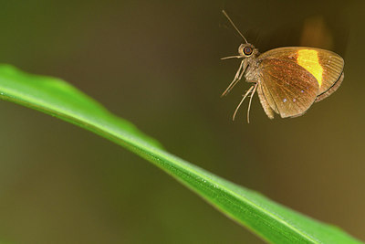 BUITEN BEELD Foto: 249587