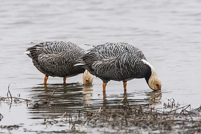 BUITEN BEELD Foto: 249610