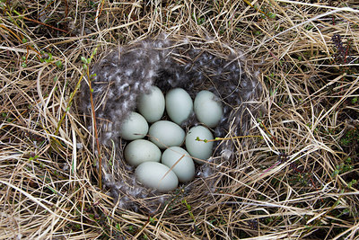 BUITEN BEELD Foto: 249624