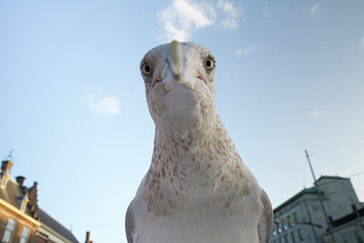 BUITEN BEELD Foto: 249641