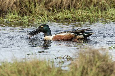 BUITEN BEELD Foto: 249658