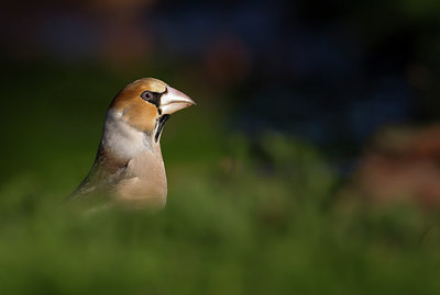 BUITEN BEELD Foto: 249708