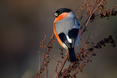 BUITEN BEELD Foto: 249709