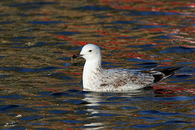 BUITEN BEELD Foto: 249727