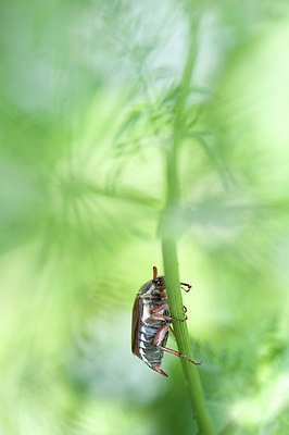 BUITEN BEELD Foto: 249738