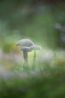 BUITEN BEELD Foto: 249740