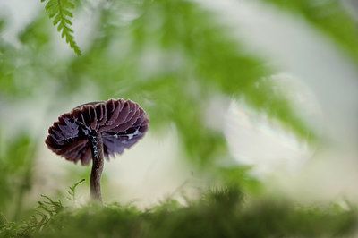 BUITEN BEELD Foto: 249741