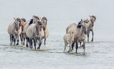 BUITEN BEELD Foto: 249743