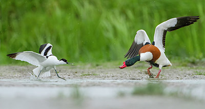 BUITEN BEELD Foto: 249747