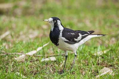 BUITEN BEELD Foto: 249773