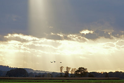 BUITEN BEELD Foto: 249789