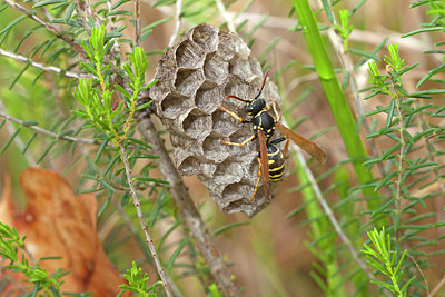 BUITEN BEELD Foto: 249816