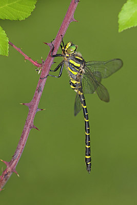 BUITEN BEELD Foto: 249820