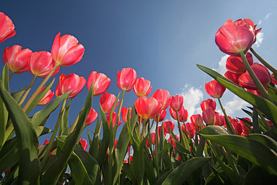 BUITEN BEELD Foto: 249821