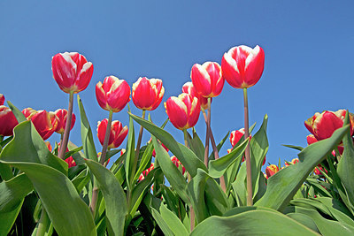 BUITEN BEELD Foto: 249830