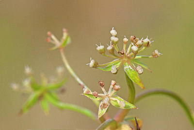 BUITEN BEELD Foto: 249832