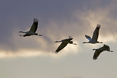 BUITEN BEELD Foto: 249841