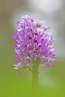 BUITEN BEELD Foto: 249855