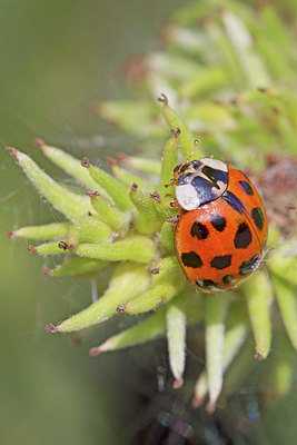 BUITEN BEELD Foto: 249863