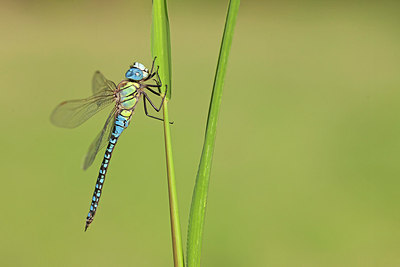 BUITEN BEELD Foto: 249866