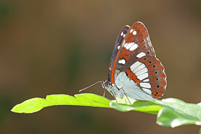 BUITEN BEELD Foto: 249884