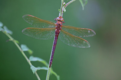 BUITEN BEELD Foto: 249914