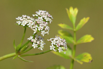 BUITEN BEELD Foto: 249922