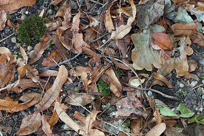 BUITEN BEELD Foto: 249951