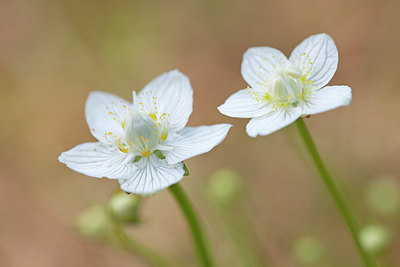 BUITEN BEELD Foto: 249958