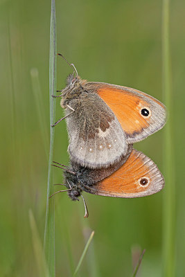 BUITEN BEELD Foto: 250022